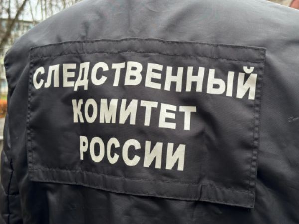 В Новгородской области организована проверка по факту нападения бродячих собак на ребёнка - новости экологии на ECOportal