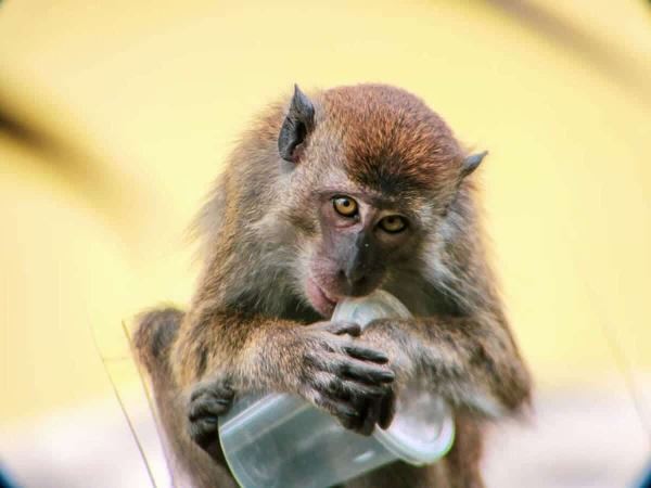 Опубликованы снимки победителей конкурса GuruShots «Удивительные животные» - новости экологии на ECOportal