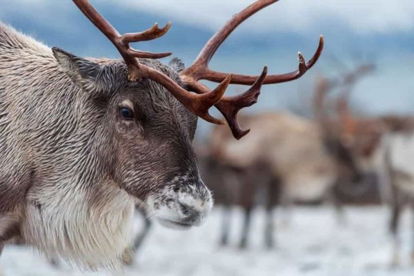 Опубликованы снимки победителей конкурса GuruShots «Удивительные животные» - новости экологии на ECOportal