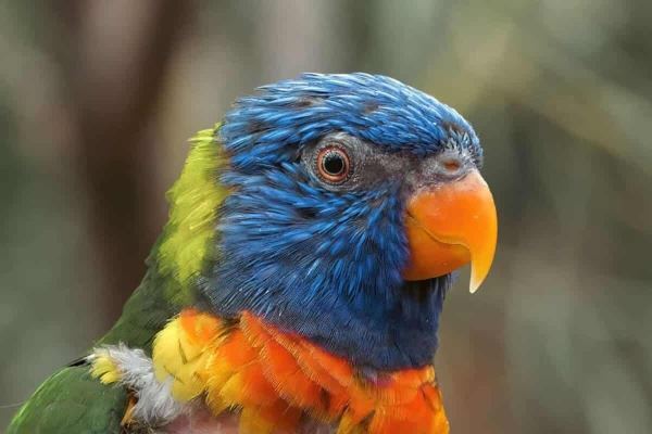 Опубликованы снимки победителей конкурса GuruShots «Удивительные животные» - новости экологии на ECOportal
