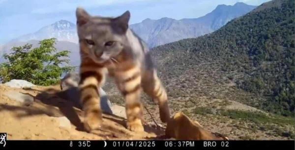 Фотоловушка запечатлела редкую пампасскую кошку в Чили - новости экологии на ECOportal