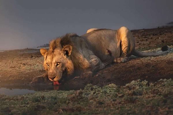 Опубликованы снимки победителей конкурса GuruShots «Удивительные животные» - новости экологии на ECOportal