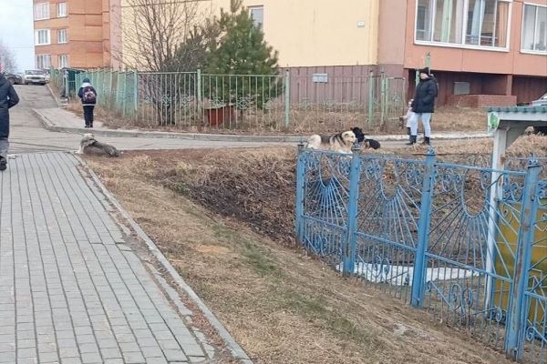 Пригретые томичами бездомные собаки начали нападать на людей - новости экологии на ECOportal