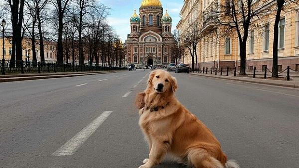 Петербург стал лидером по числу апрельских поездок с питомцами