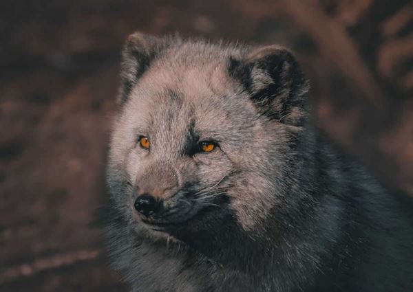 Опубликованы снимки победителей конкурса GuruShots «Удивительные животные» - новости экологии на ECOportal